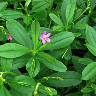 Hạt Giống Sâm Đất ( Thổ Sâm ) - 15 hạt/gói - ( CHHG)