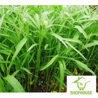 shophouse 30 gr hạt giống rau muống  SHOP HOUSE  TẾT KHUYẾN MẠI