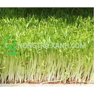 100gr - hạt giống rau mầm rau muống