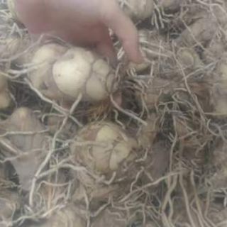 Combo 4 củ hoa địa lan luân 4 màu