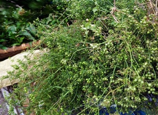 Bột hạt mùi ( bột ngò rí) 20gr