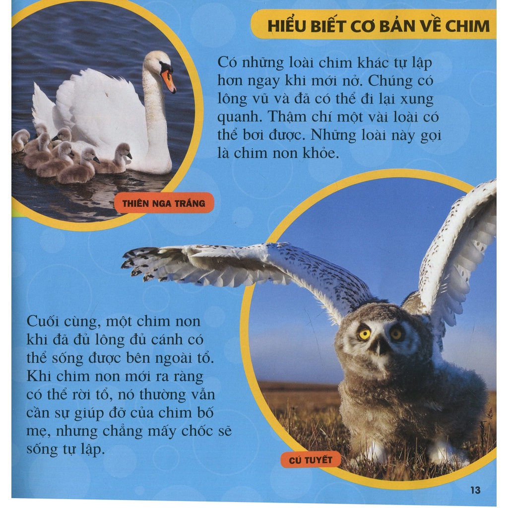 Sách Cuốn Sách Lớn Đầu Tiên Của Tớ: Chim (Tái Bản 2021)