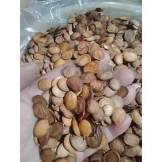 Hạt giống móng bò (ban tím)