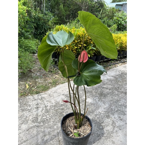 Cây đại hồng môn lớn