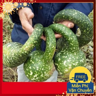 Hạt Giống Bầu Thiên Nga