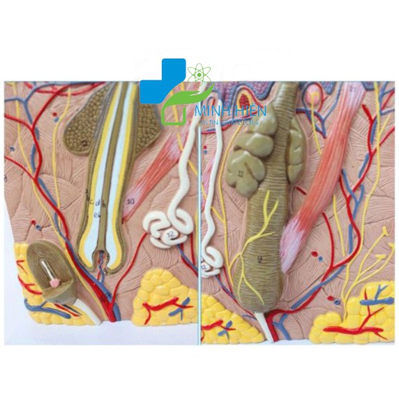 Mô hình giải phẫu da- Mô hình giải phẫu cấu tạo các lớp da cơ thể người- kèm bản đồ giải phẫu da