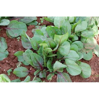 Hạt giống cải bó xôi gân đỏ