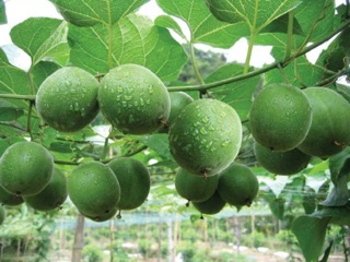 La Hán Quả Khô (Bán Lẻ)
