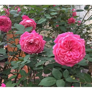 Hồng cổ sapa nguyên bản cây trưởng thành