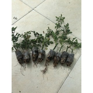 Combo 10 cây hoa hồng tỉ muội siêu bông (giâm cành, rễ bầu, cây khỏe) - Mua 10 tặng 2 và 1 gói kích rễ