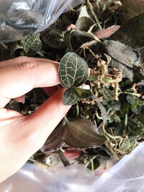 🍀🍃LAN KIM TUYẾN rừng  100gram🌿🌴