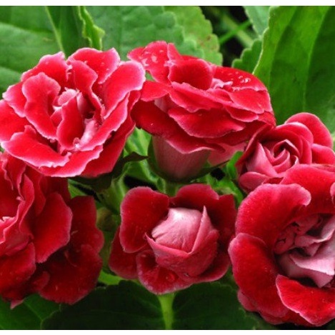 ạt giống hoa Tử la lan - Nảy mầm tốt - Tặng kèm 1 gói bón lá và 1 gói kích nảy mầm, có tờ hướng dẫn trồng Chưa Có Đánh G