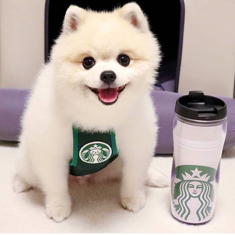 Yếm Đeo Starbucks Cho Chó Mèo Thú Cưng Siêu Cute Tặng Kèm Sticker Starbuck