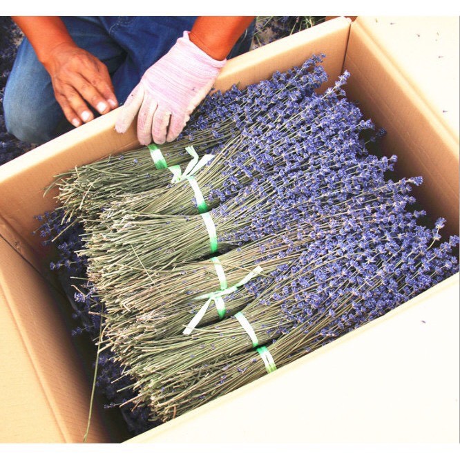 Bó hoa khô hoa lavender tặng kèm túi thơm.aqa