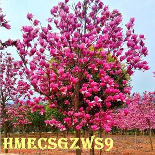 Hạt giống hoa mộc lan 10h ra hoa quanh năm