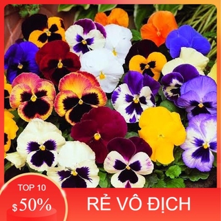 Hạt Giống Hoa Pansy /Hoa Cánh Bướm Mix Nhiều Màu - MUA 4 TẶNG 1 CÙNG LOẠI