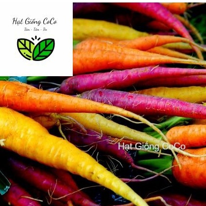 Hạt Giống Cà Rốt Mix Nhiều Màu Gói 40 Hạt