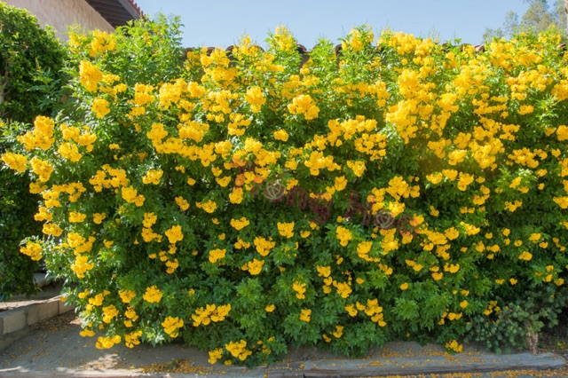 Cây hoàng yến