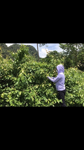 Xạ đen khô chính hiệu Hoà Bình chuẩn loại 1 túi 1kg nguyên lá