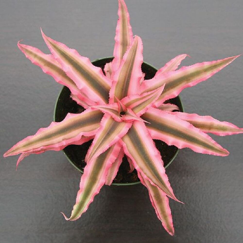 Cây Cryptanthus bivittatus Pink Starlite (Dứa cảnh, Nhung Diệp Tiểu Phụng) chậu nhựa treo