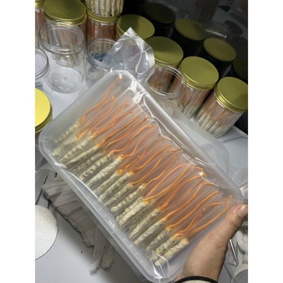 [Combo 05 con Đông trùng hạ thảo] Nuôi cấy tự nhiên trên ký chủ nhộng tằm (Theo đề tài cấp Nhà nước)