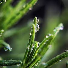 (Follow Shop)TẨY DA CHẾT DẠNG PEEL THE BODY SHOP DROPS OF YOUTH LIQUID PEEL 145ml | BigBuy360 - bigbuy360.vn