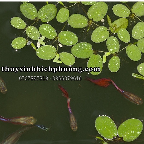 BÈO TAI CHUỘT THẢ HỒ CÁ THỦY SINH SIÊU ĐẸP -  KHỬ ĐỘC LÀM MÁT NƯỚC TĂNG LƯỢNG OXY CHO CÁ TÉP THỦY SINH