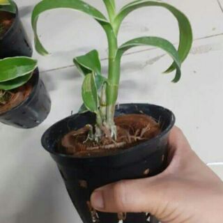 Denro đột biến lá