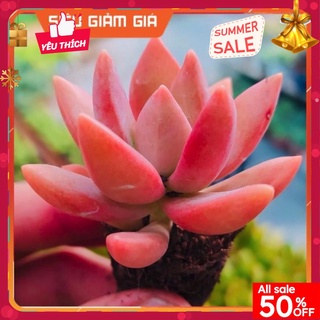 Sen đá đá đỏ👺 size mini 💵 đà lạt 🍄 hư 1 đổi 1 ❄️ siêu cute
