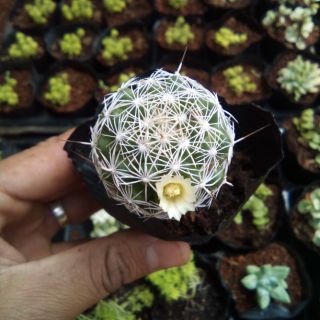 Xương rồng tuyết - Trang trí nhà cửa và văn phòng, bàn làm việc