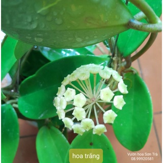 (Q.8 - GIAO TRONG NGÀY) Cây LAN CẨM CÙ hoa trắng, đỏ.