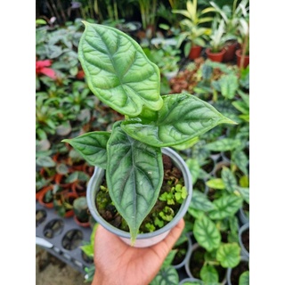 cây Alocasia dragon scales