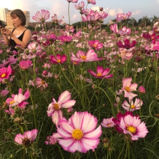 hạt giống hoa cánh bướm