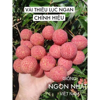 Vải Thiều Lục Ngạn Bắc Giang xuất khẩu 5Kgs/Hộp - LYRAFARM . Vải tươi tiến vua thượng hạng ngọt sắc mọng
