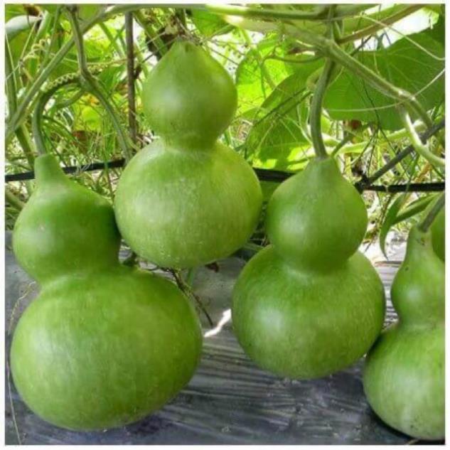 Hạt giống bầu hồ lô cao sản f1