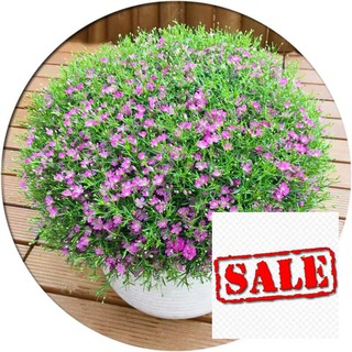 Gói 100 hạt giống hoa lưu ly hồng sale