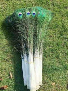 Combo khách đặt lông công 100c HÀNG ĐẸP CHỌN 80cm