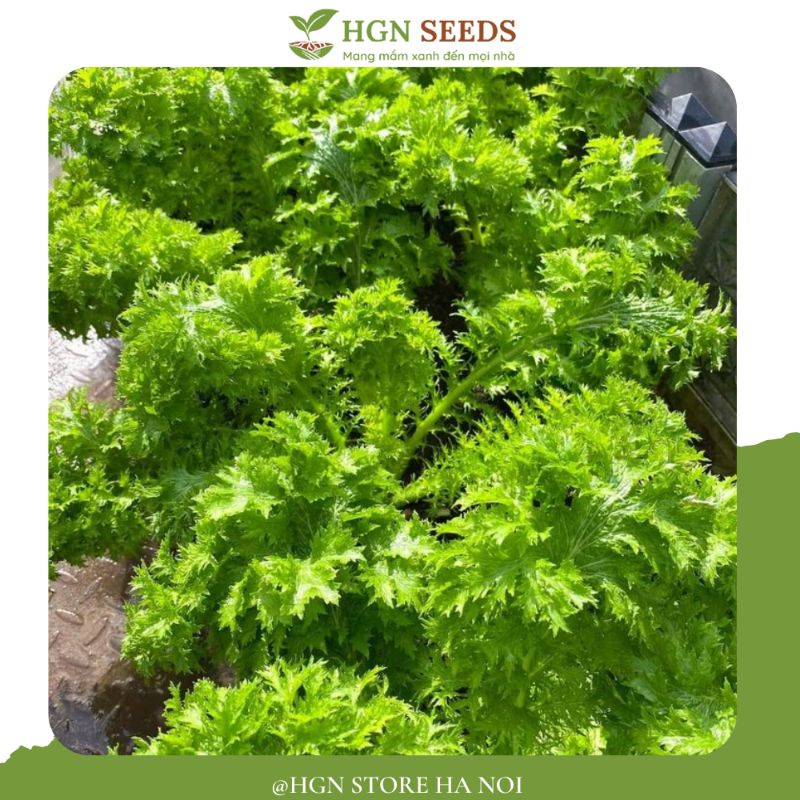 Cải Wasabi Xanh Nhật Bản