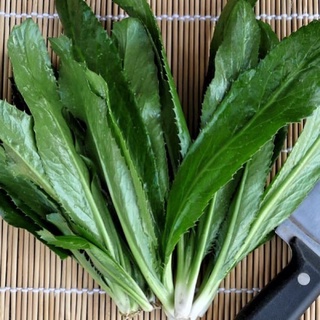 hạt giống mùi tàu,ngò gai