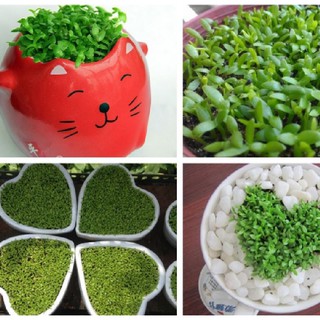 Hạt giống Cỏ may mắn { gói 1gram  tầm 500 hạt }