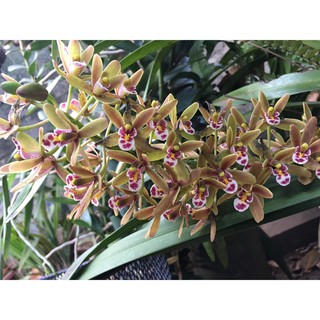 COMBO 3 THÂN ĐỊA lan kiếm hồng hoàng tây bắc, hoa đẹp, thơm dể sống, dễ thuần