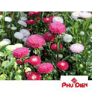 Gói 50 hạt giống cúc đài loan nhiều màu ( cúc thuý)  PHÚ ĐIỀN