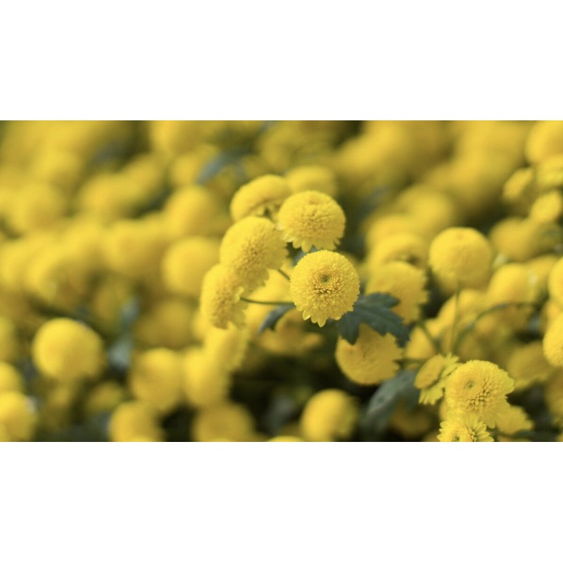 cây giống cúc màu vàng óng(10 cây)