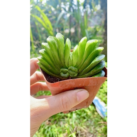 Sen Đá Haworthia Truncata