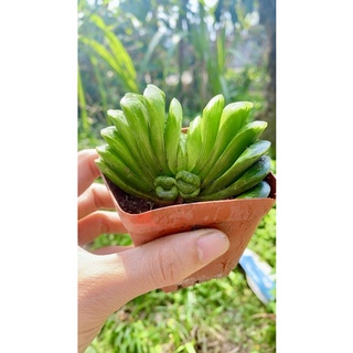 Sen Đá Haworthia Truncata