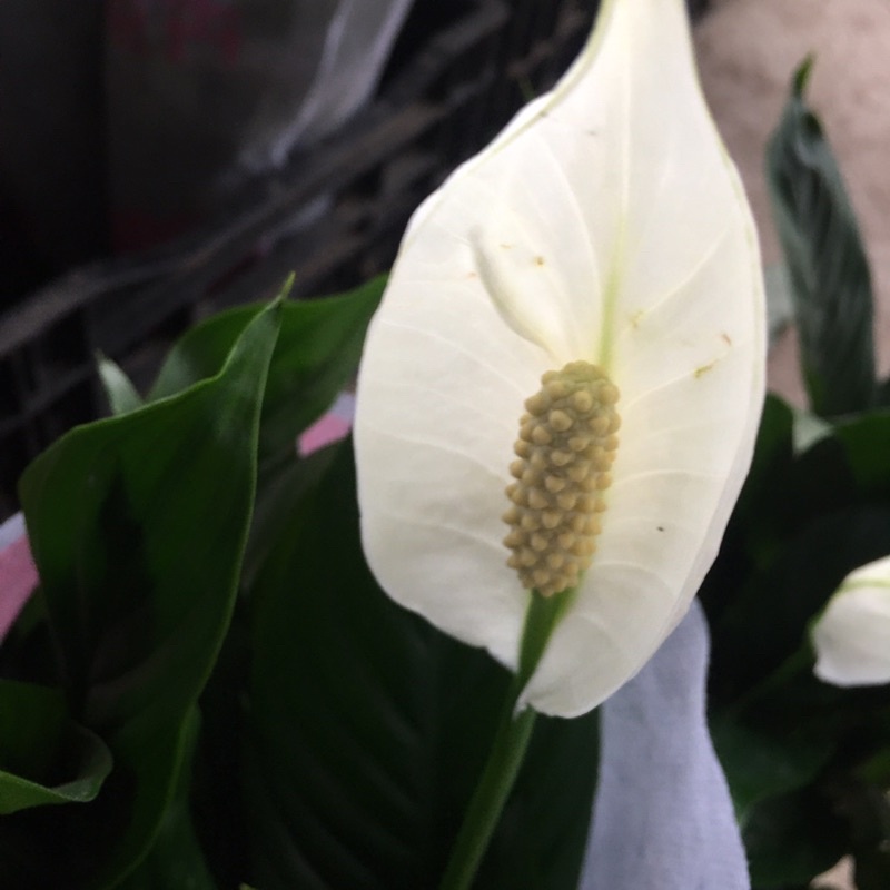 Cây Hoa Lan Ý Để Bàn,Bụi To Đã Có Hoa