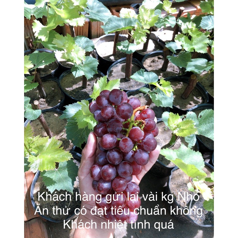 Cây Nho giống Nho Đỏ .