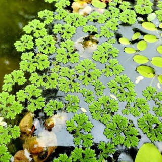 Bèo Hoa Dâu , bèo mini trang trí bể thủy sinh , cá tép cảnh - Phụ kiện trang