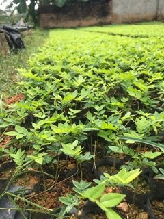 100 Hạt sưa đỏ giống