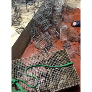 Lồng bẫy chuột